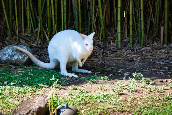 Weißes Känguru Zoo — Stockfoto