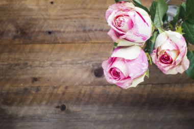 Gül eski kurulları