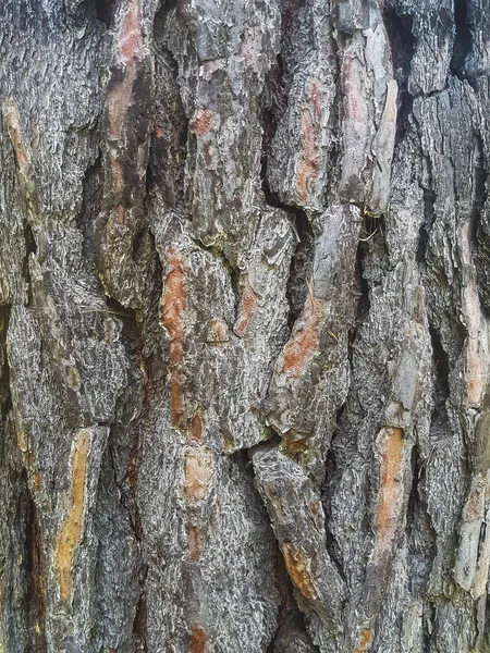 老树皮松树 — 图库照片