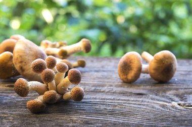 bir tahta üzerinde mantar 