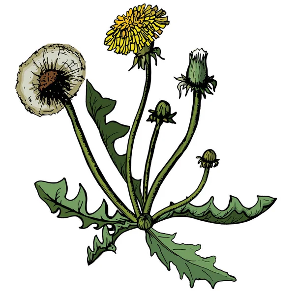 Vektör illüstrasyon karahindiba yaprakları ile çayır çiçek. Yaz çiçek doğal sezon güzel sarı karahindiba. — Stok Vektör