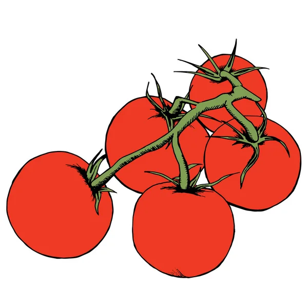 Векторный рисунок помидоров. Изолированные помидоры на ветке. Овощной художественный стиль иллюстрации. Подробный набросок вегетарианской еды. Продукция фермерского рынка. Отлично подходит для этикетки, баннера, плаката — стоковый вектор