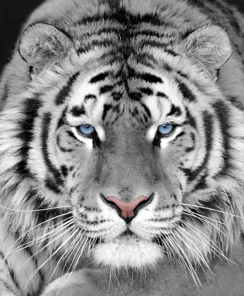 The face of a white beautiful tiger close-up — Stock Photo, Image