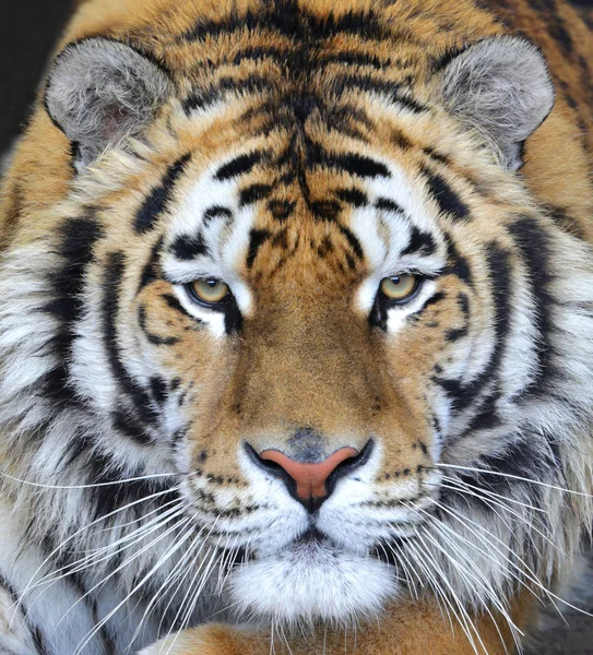 A cara de um grande tigre. Olhar de animal selvagem — Fotografia de Stock