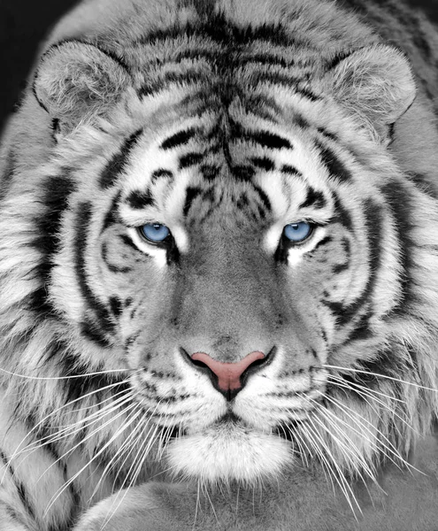 Le visage d'un beau tigre blanc gros plan Image En Vente