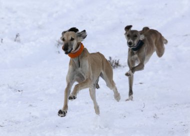 The breed of hunting dogs is Tazy, Kazakh Greyhound clipart