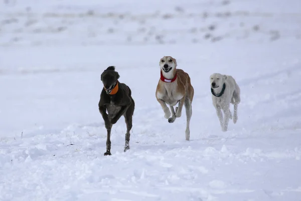 Three dogs of the Kazakh Greyhound breed chasing a hare while hu