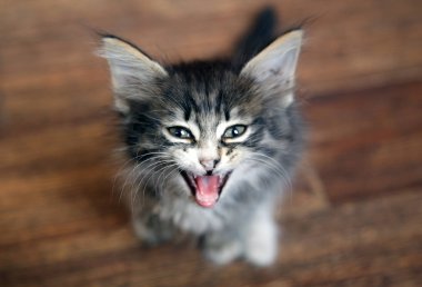 Küçük sevimli kedi miyavlıyor ve yardım istiyor.