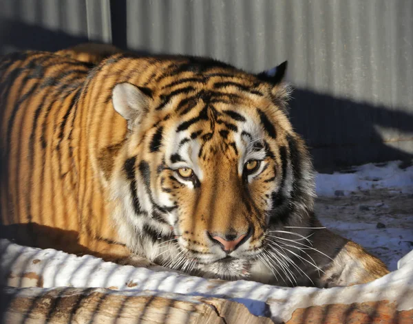 Bengalischer Tiger Blickt Die Kamera Tiger Porträt Aus Nächster Nähe — Stockfoto