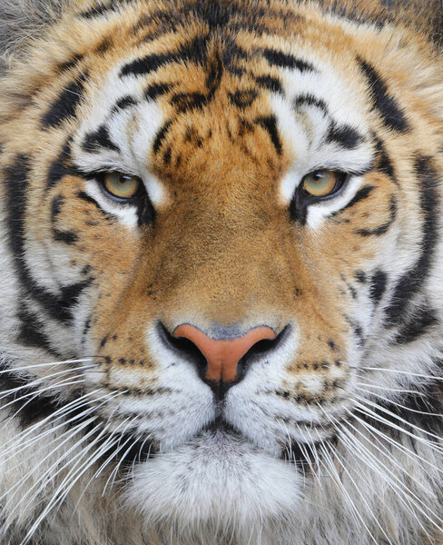 A close-up of an adult Bengal tiger. Tiger look