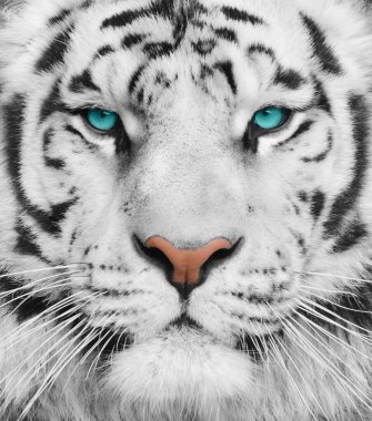 Turkuaz gözlü albino kaplan. Bengal kaplanının portresi.