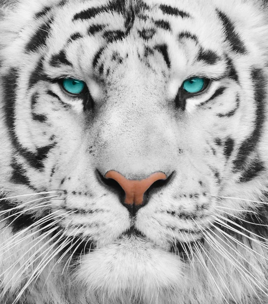 Albino Tiger Mit Schönen Türkisfarbenen Augen Porträt Eines Bengalischen Tigers — Stockfoto