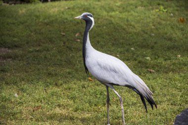 telli turna (Grus Başak)