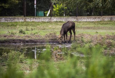 Genç kırmızı geyik içme