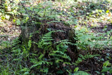 Ladin ormanda güdük
