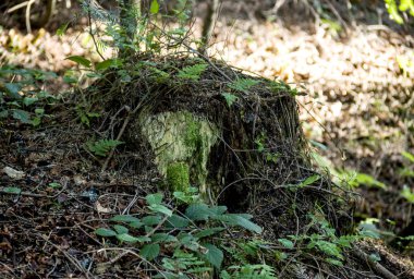Ladin ormanda güdük