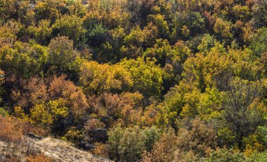 derin kanyon, ağaçlar