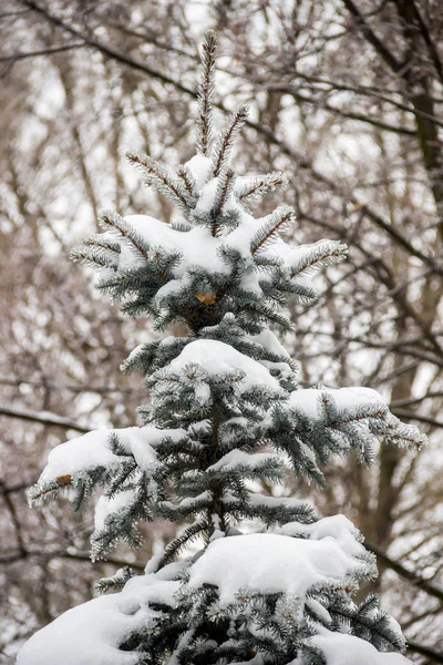 雪の下でモミ — ストック写真