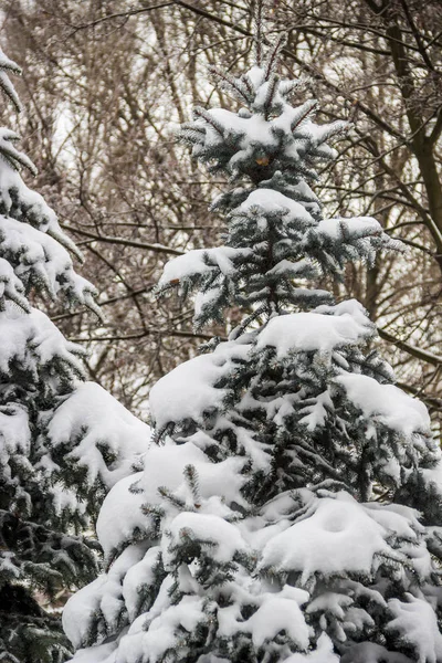 雪の下でモミ — ストック写真
