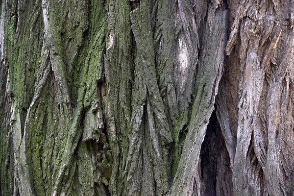 Γκρο πλαν φλοιό του δέντρου — Φωτογραφία Αρχείου