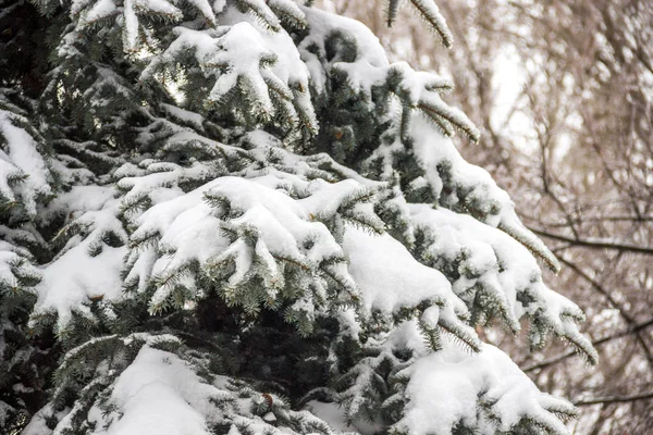 雪の下でモミ — ストック写真