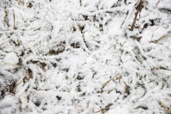 Folhas congeladas na neve — Fotografia de Stock