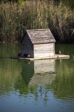 ördek gölet evinde