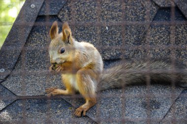 Kırmızı squirell
