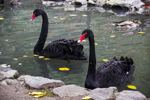 Die schwarzen Schwäne — Stockfoto