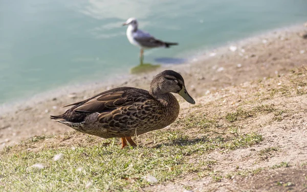 Dişi yaban ördeği — Stok fotoğraf