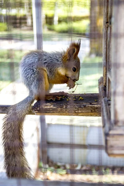 Czerwony squirell — Zdjęcie stockowe