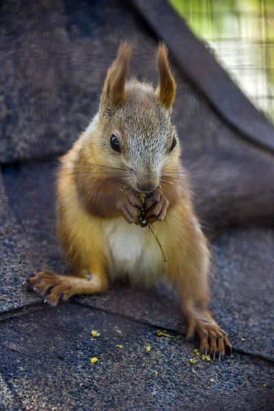 Czerwony squirell — Zdjęcie stockowe