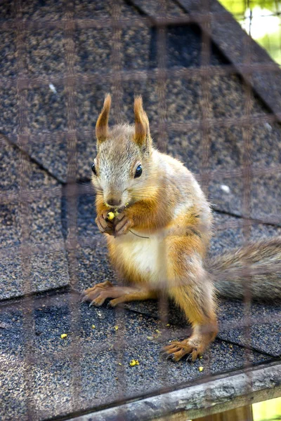 Czerwony squirell — Zdjęcie stockowe