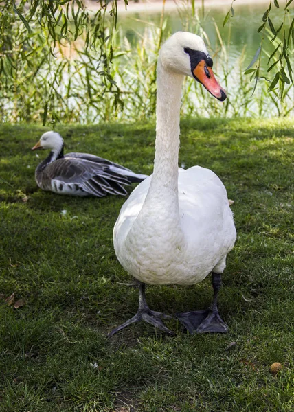 Ein weißer Schwan — Stockfoto