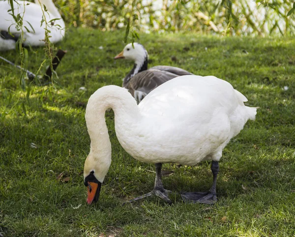 Ein weißer Schwan — Stockfoto