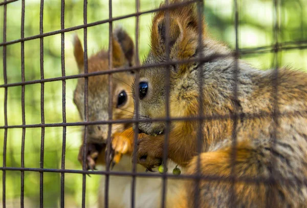 Czerwony squirell — Zdjęcie stockowe