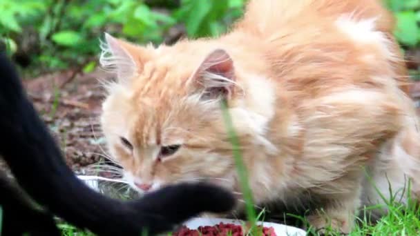 Rote Streunerkatze — Stockvideo