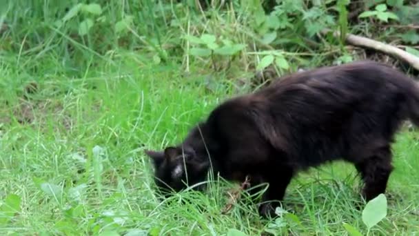 Negro gato callejero — Vídeo de stock