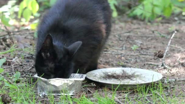 Чёрная бездомная кошка — стоковое видео