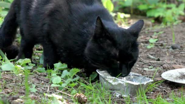 Gato preto vadio — Vídeo de Stock