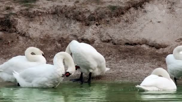Preening cisnes na lagoa — Vídeo de Stock