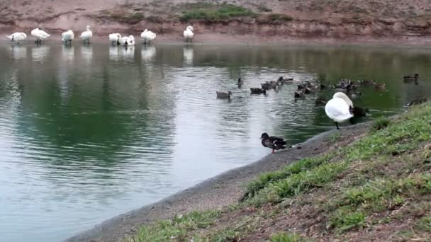 Preening swans at the pond — Stock Video
