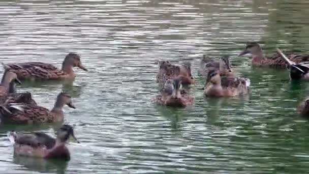 Dzikie kaczki na stawie — Wideo stockowe