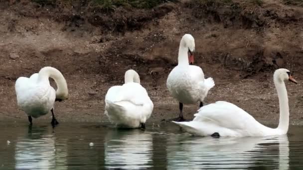 Охота на лебедей у пруда — стоковое видео