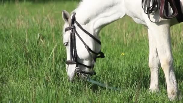 Белая лошадь — стоковое видео