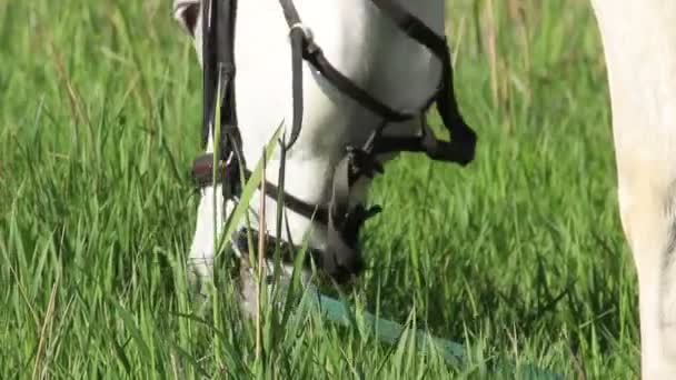 Um cavalo branco — Vídeo de Stock