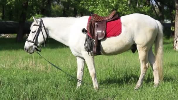 Ein weißes Pferd — Stockvideo