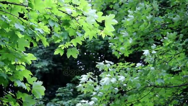 A maple trees — Stock Video
