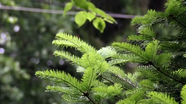 Branche de sapin sous la pluie — Video