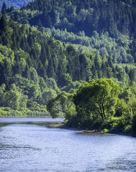 Fiume nella foresta dei Carpazi — Foto Stock